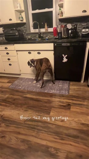 Boxer tail wag greetings are the best. ❤️🐾 #dogsoftiktok #boxersoftiktok #wigglewiggle #petsontiktok