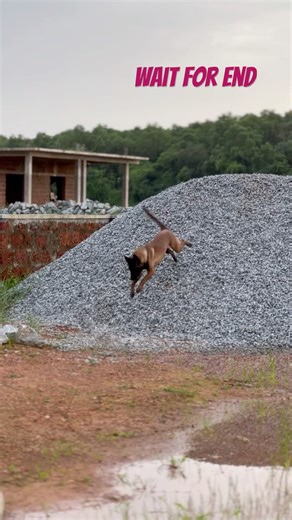 Extreme Jumping Skills #dog #malinois #jump