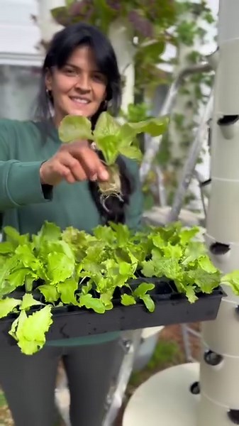 123K views · 1.8K reactions | Techniques for growing aeroponic lettuce #verticalfarming #lettuce #towergarden #farming #gardening #agriculture #seedling #horticulture | Agrotonomy Tower Farms | Facebook
