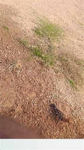 kuyile kuyile #ytshorts #vibes #memories #telangana