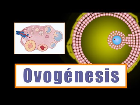 Oogenesis and Follicular Development: How are oocytes formed?