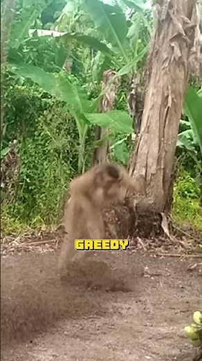 Watch how a banana trap catches a wild monkey! The greedy monkey #MonkeyTrap #Wildlife #BananaBait