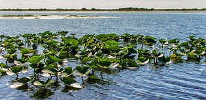 Florida 'Bass Farms' Play Host to 2018 MLF World Championship - Major League Fishing