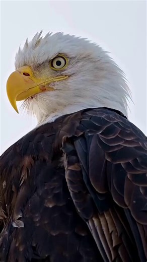 We just thought it looked cool.One of our founding fathers, Ben Franklin, thought picking a bird was stupid... he made fun of everyone else by saying they should pick a turkey instead. He was well known to sleep through many debates whenever the thought the discussion was silly.