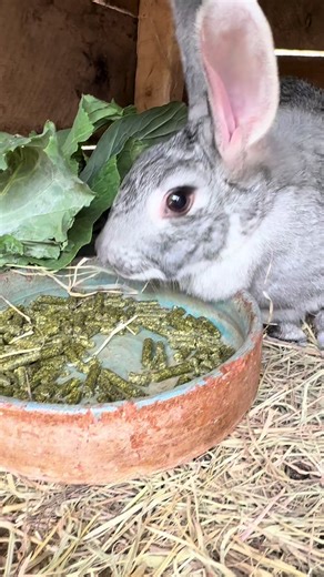 Understanding Poor Mothering in Rabbits