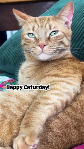 Last Quarter Moon in Libra reminds us to pause, soften, and recalibrate. While Jupiter pulls everything bigger, louder, and faster… it’s Caturday, Saturn’s Day—and this orange cat chooses balance, presence, and the sacred art of doing nothing. One Cosmic Day at a Time.