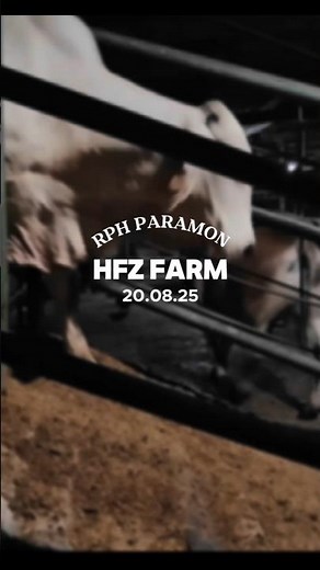 "Proses Pemotongan Sapi di RPH | Dokumentasi Lengkap & Edukasi Daging Segar"