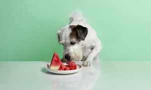 10 Best Fruits and Vegetables for Dogs | Chewy