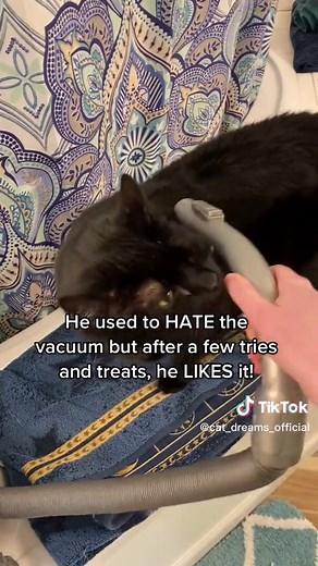 Cat Dandruff Vacuuming Hack - No Bathing Required!