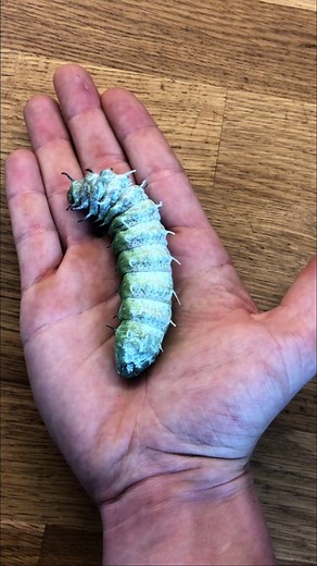 The Largest Moth Species in the World