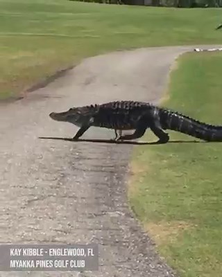 735K views · 1.2K reactions | HE'S BAAACK  "Goliath" the gator resident of Myakka Pines Golf Club was once again spotted roaming around the golf course, where Hole 7 is named after him. STORY: https://bit.ly/3dE8rvb | FOX 13 News - Tampa Bay | Facebook