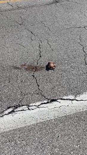 1.2K views | Turtle ran over right in front of me ….. piss pisses me off like this whole big road where people can drive. They gotta put their tire right over the turtle. #PartyPawsMobileZoo #WildlifeCommandCenter #BareHandsBeran #Animals #blowthisup #CapCut #animalrescue #RaptorRescueInc #animalfacts #BareHands #Animal # | Wildlife Command Center | Facebook