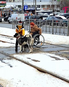 32K views · 235 reactions | Brave canine and young helper save senior in peril | Family World | Facebook