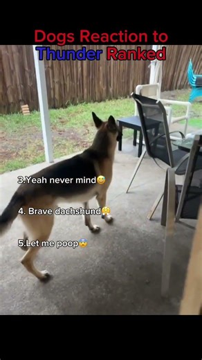 Dogs reaction to Thunder🐶⚡️