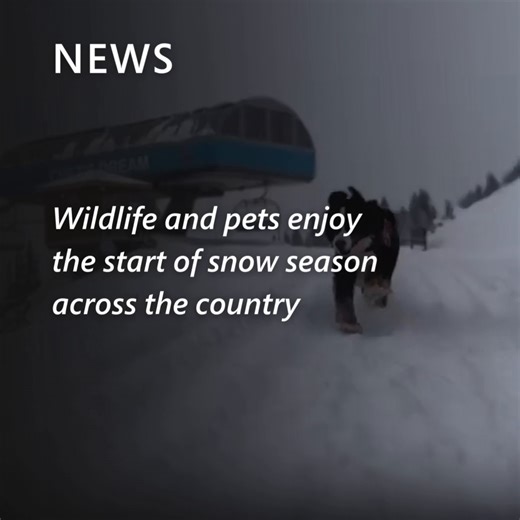 It’s not just humans enjoying the season! From playful pups to majestic polar bears, animals across the country are diving into the joy of freshly fallen snow. Watch the full video: https://msft.it/6184W0WYj #AnimalLovers #FeelGoodContent | MSN