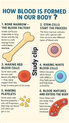 Blood Formation Process Explained in Simple Way | Class 9 & 10 Biology