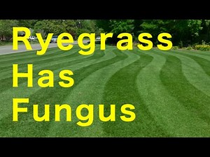 Ryegrass Has Fungus How To Clean It Up