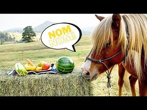 Icelandic Horse Eating Treats! ASMR