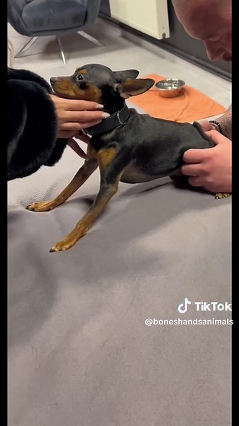 Effective Treatments for Dogs with Back Pain