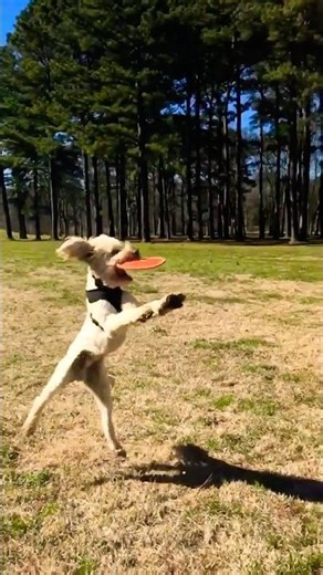 Goldendoodle Playing Frisbee in Slow Motion at the Park. #goldendoodle #dogs