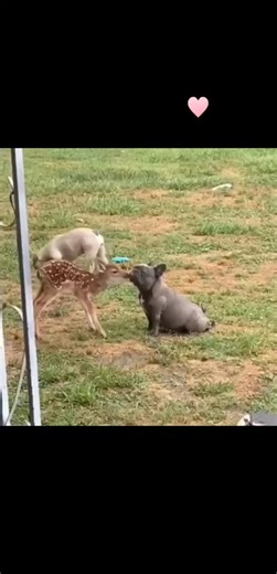 21K views · 221 reactions | A baby deer and a bulldog share a beautiful friendship, filled with cuddles and gentle kisses. The fawn rests its head against its loyal friend, while the bulldog wags its tail with joy. Their bond is a sweet reminder that love and kindness bring hearts together, no matter how different they are. | Creature Trending | Facebook