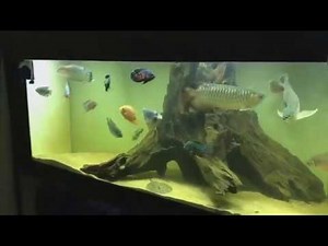 360 Gallon Arowana Community tank setup using river sand and Natural Driftwood