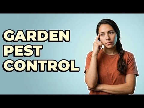 How Do Lacewings Help My Garden Plants?