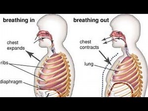 DIFFERENCE BETWEEN INHALATION AND EXHALATION.