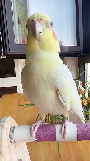 Adorable Cockatiel Jerry's Super cute Singing and dancing Moments 🎶🦜💖 #cockatielscraze