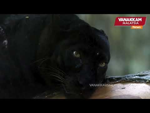 National Zoo walk’s new attraction: Apoh the black panther