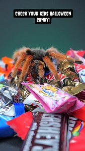 4.1K views · 235 reactions | PARENTS BEWARE! Check your kids Halloween candy for tarantulas! #halloween #halloweencandy #candycheck #halloweenfood #tarantula #spider #pettarantula #tarantulakeeper | The Tarantula Collective | Facebook