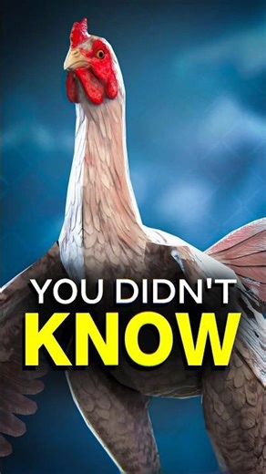 The Chickens that SURVIVED a Covenant Invasion… | Halo Lore