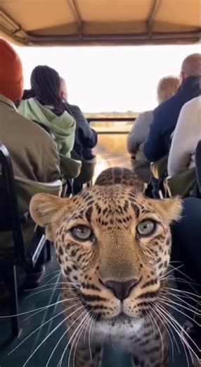 TERRIFYING Moment Leopard Enters Our Car | Raw Footage