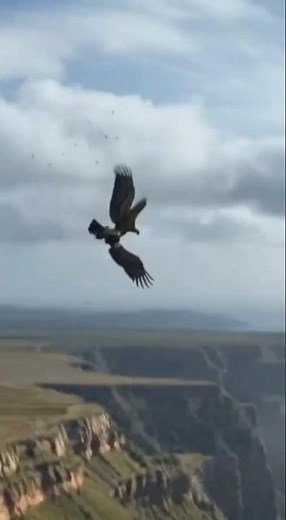 EAGLE VS VULTURE/ Sky of Blood 🩸 #shorts #shortsfeed #viralshorts