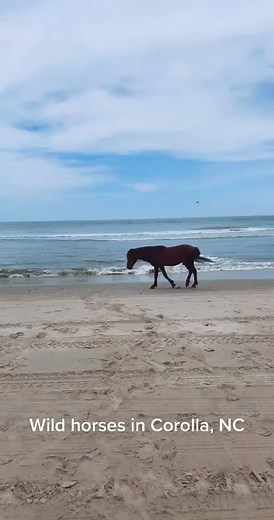 Wild Horses Walking on Corolla Beach in North Carolina