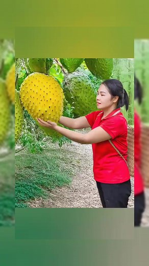 Harvesting Hybrid Custard Apple Go to Market Sell #harvest #harvesting #farmlife ProReel Hash | Lily Outdoor