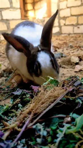 Watching Bunnies Eat Is So Relaxing 🥕🐰 #bunny #rabbit