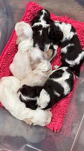 Our buff/light red partis are getting their coloring in😍 I love how they’re born whites and slowly get their spots and freckles | Aylor Farm Cocker Spaniels