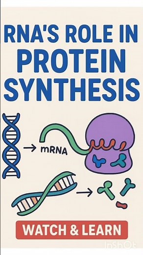 RNA’s Role in Protein Synthesis | Quick Biology #biology #shorts
