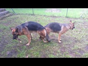 Saillie Berger Allemand, Les deux chiens se retrouvent alors comme « collés » par l'arrière.