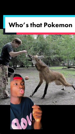 Maned Wolf: The Unique Creature of the Animal Kingdom