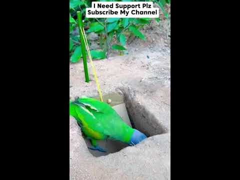 Birds trap