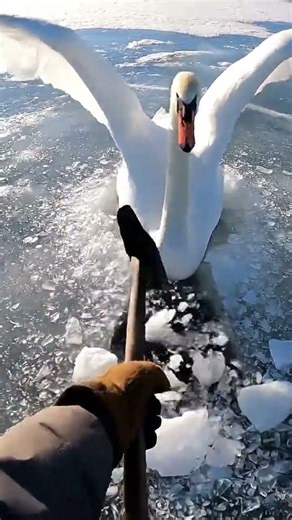 Saving a Frozen Swan: The Crystal Arch 🦢❄️ #shorts #cute #animalrescue #arcticanimal #miracle #snow
