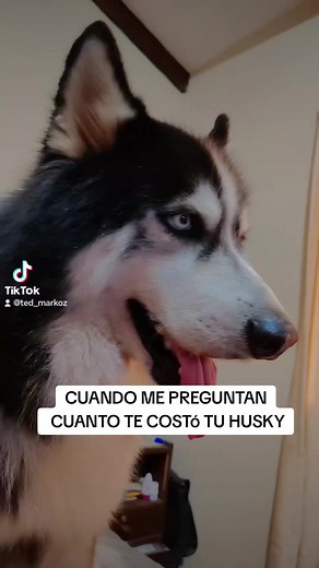 #lobosiberiano #husckysiberiano #huskypuppy #huskypuppies #perritostiktokers🐕🐕🐕🐕🤗🤗