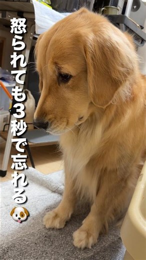 Dogs who forget about being scolded 3 seconds later... [Golden Retriever/Border Collie] #shorts