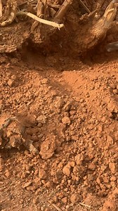 747K views · 9.1K reactions | Hal kan ka baro sida lo isticmalo iga la soxirir hadi ad u Bahan tahay Dhirta dabiiciga ah o NOC walbe leh iyo qur an ka o an kugu bari doona online dal iyo dibadba 907 018 920 | Abdirahman Jilbis | Facebook