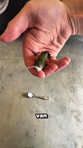 ¿Encontraste un colibrí en el suelo? Haz esto #shorts #hummingbird #rescue