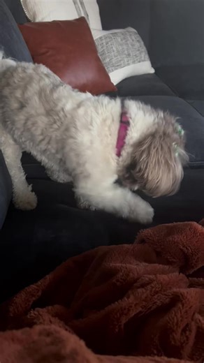 Why Dogs Dig Holes: Understanding Their Behavior