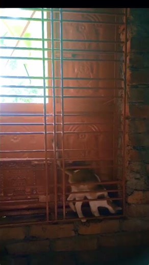 What's REALLY Going On When Your Cat Plays on the Window?