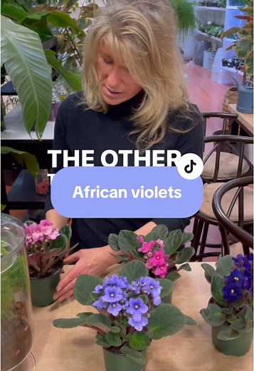 Growing African Violets: Care & Propagation Tips